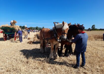 Werken met trekpaarden